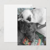 Siamese Kitten woont liefdevol op het hoofd van La Briefkaart (Voorkant / Achterkant)