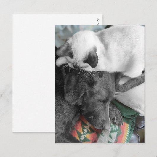 Siamese Kitten woont liefdevol op het hoofd van La Briefkaart (Voorkant / Achterkant)