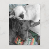 Siamese Kitten woont liefdevol op het hoofd van La Briefkaart (Voorkant)
