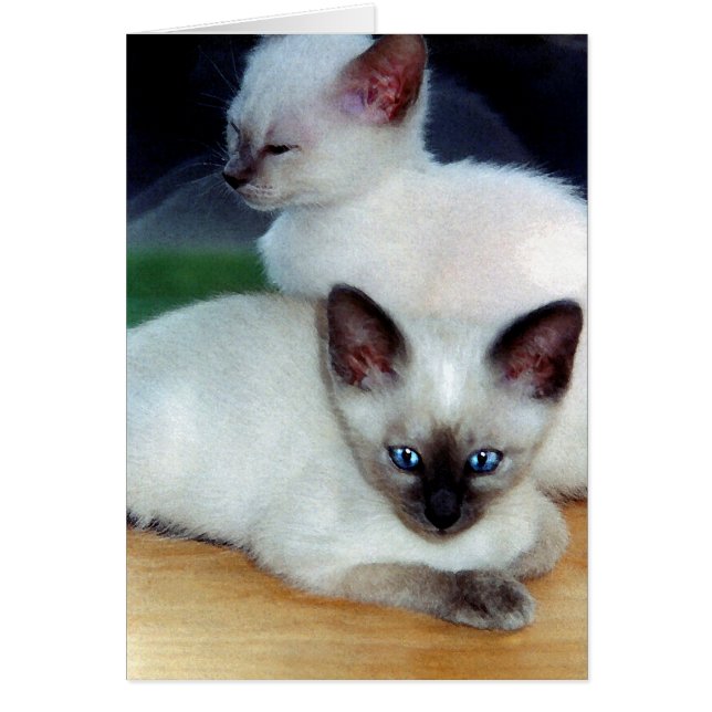 Siamese Kittens Kaart (Voorkant)