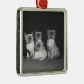 Siamese kittens kijken naar B&W Metalen Ornament (Rechts)