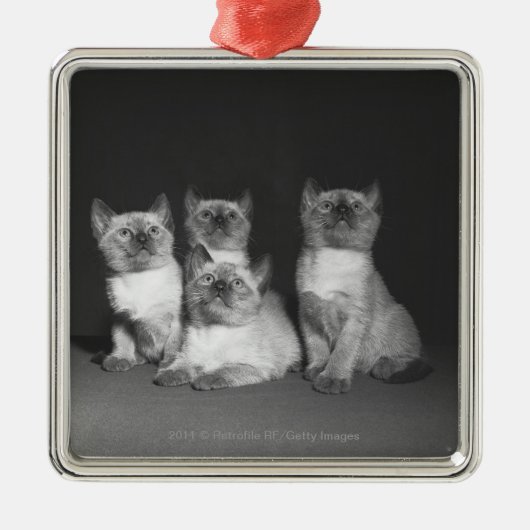 Siamese kittens kijken naar B&W Metalen Ornament (Voorkant)