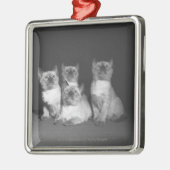 Siamese kittens kijken naar B&W Metalen Ornament (Links)