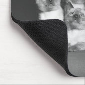 Siamese kittens kijken naar B&W Muismat (Hoek)