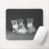 Siamese kittens kijken naar B&W Muismat (Met muis)