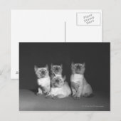 Siamese kittens op zoek naar B&W Briefkaart (Voorkant / Achterkant)