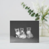 Siamese kittens op zoek naar B&W Briefkaart (Staand voorkant)