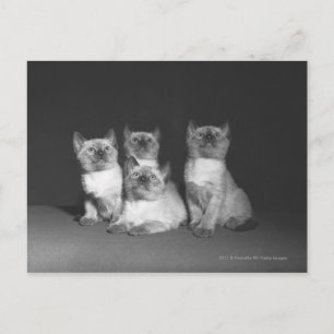 Siamese kittens op zoek naar B&W Briefkaart