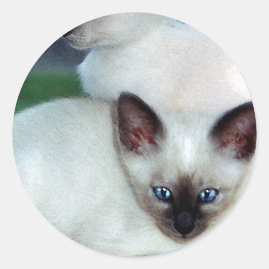 Siamese Kittens Sticker (Voorkant)