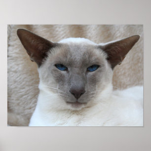 Siamese Kitty Cat Poster