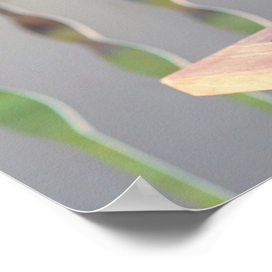 Siamese Kitty Cat Poster (Hoek)