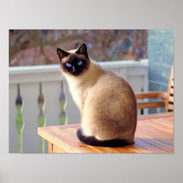 Siamese Kitty Cat  Poster