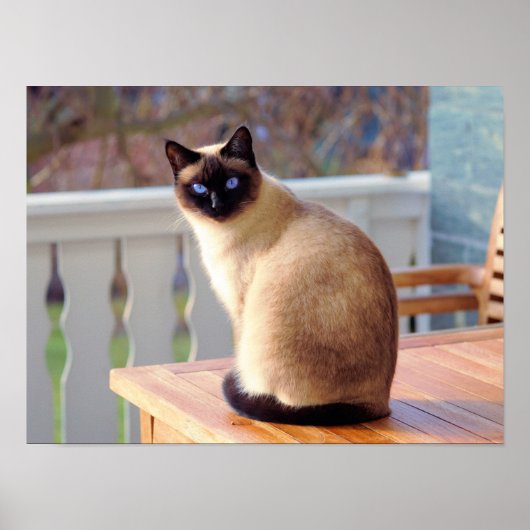Siamese Kitty Cat Poster (Voorkant)
