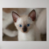 Siamese Kitty Cat  Poster (Voorkant)