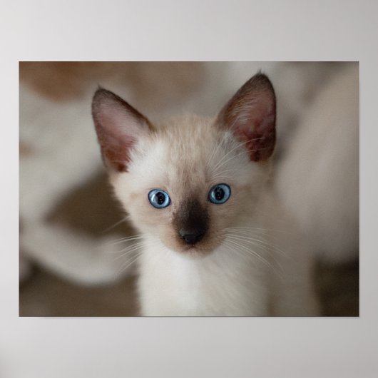 Siamese Kitty Cat  Poster (Voorkant)