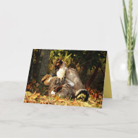 Siamese Kitty Cat Schattigee  Kaart