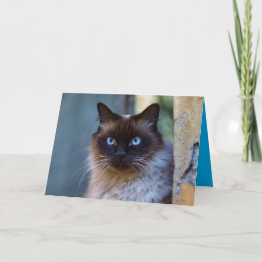 Siamese Kitty Kat Cute Aanpasbare Kaart (Voorkant)