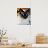 Siamese kitty kat met mooie grote blauwe ogen poster (Keuken)