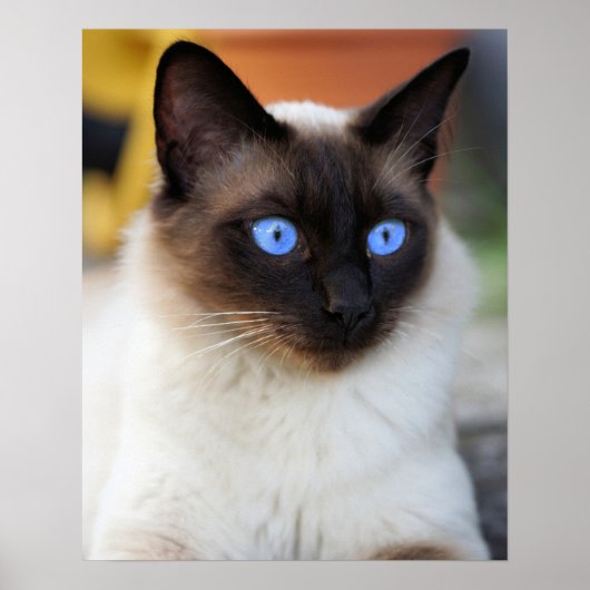 Siamese kitty kat met mooie grote blauwe ogen poster (Voorkant)