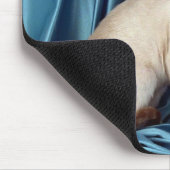 Siamese, lila punt muismat (Hoek)