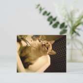 siamese mix kitten briefkaart (Staand voorkant)