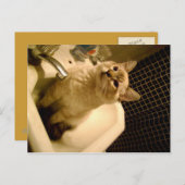 siamese mix kitten briefkaart (Voorkant / Achterkant)