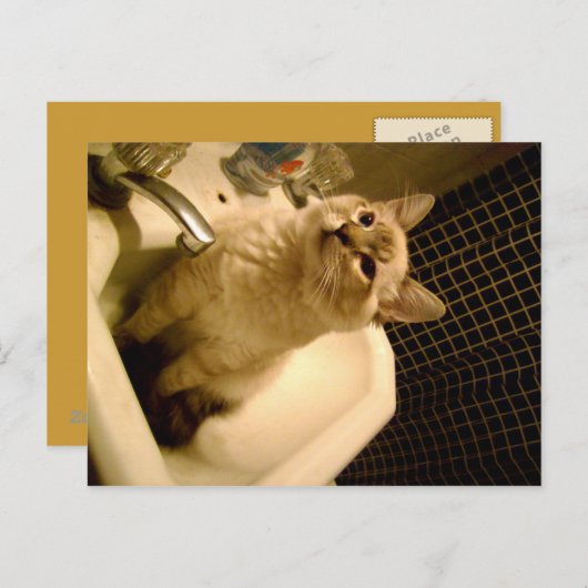 siamese mix kitten briefkaart (Voorkant / Achterkant)