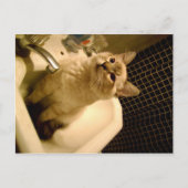 siamese mix kitten briefkaart (Voorkant)