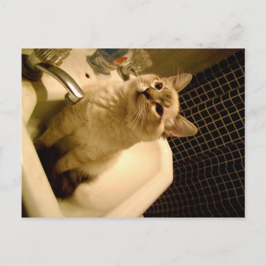 siamese mix kitten briefkaart (Voorkant)