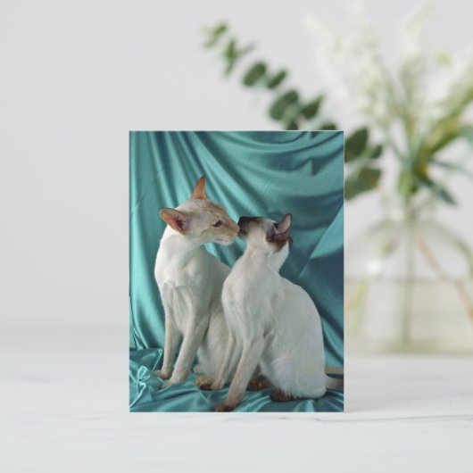 Siamese, rood punt en zegelpunt briefkaart (Staand voorkant)