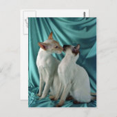 Siamese, rood punt en zegelpunt briefkaart (Voorkant / Achterkant)