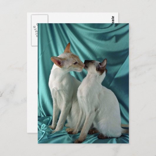 Siamese, rood punt en zegelpunt briefkaart (Voorkant / Achterkant)