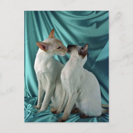 Siamese, rood punt en zegelpunt briefkaart (Voorkant)