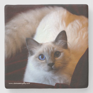 Siamese Royalty Limestone Onderzetter