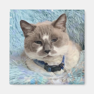 Siamese Snowshoe Cat Blue Eyes Maureen Girard Magneet