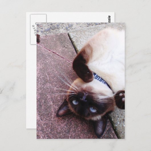 Siamese speelster briefkaart (Voorkant / Achterkant)