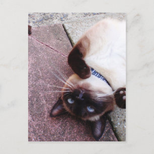 Siamese speelster briefkaart