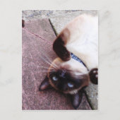 Siamese speelster briefkaart (Voorkant)