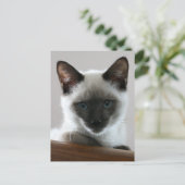 Siamese Stare Briefkaart (Staand voorkant)