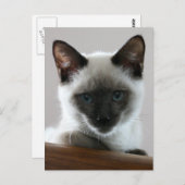 Siamese Stare Briefkaart (Voorkant / Achterkant)