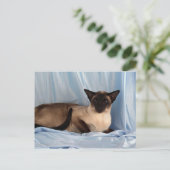 Siamese, zeehondenpunt briefkaart (Staand voorkant)