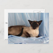 Siamese, zeehondenpunt briefkaart (Voorkant / Achterkant)