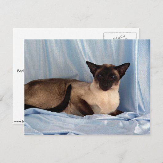 Siamese, zeehondenpunt briefkaart (Voorkant / Achterkant)
