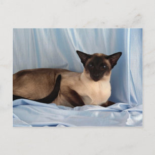 Siamese, zeehondenpunt briefkaart