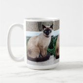 SIAMO CAT MOK CADEAU (Links)