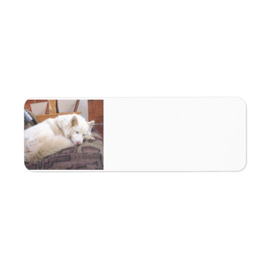 siberiaans husky white slapen etiket (Voorkant)