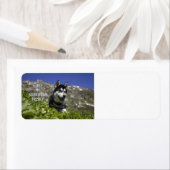 siberiaanse husky zwarte en witte liefde met pic etiket (Insitu)