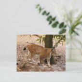 siberiaanse lynx 031 briefkaart (Staand voorkant)