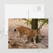 siberiaanse lynx 031 briefkaart (Voorkant / Achterkant)