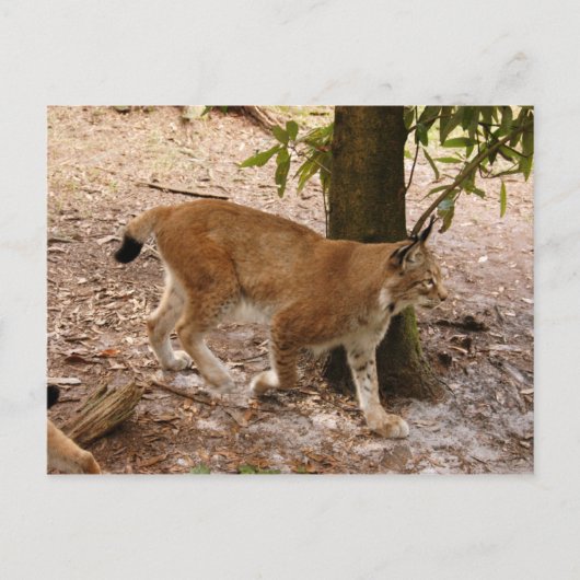 siberiaanse lynx 031 briefkaart (Voorkant)